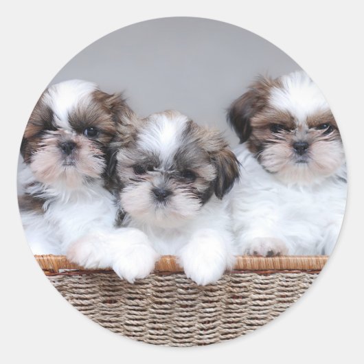 Shih Tzu puppies Ronde Sticker (Voorkant)