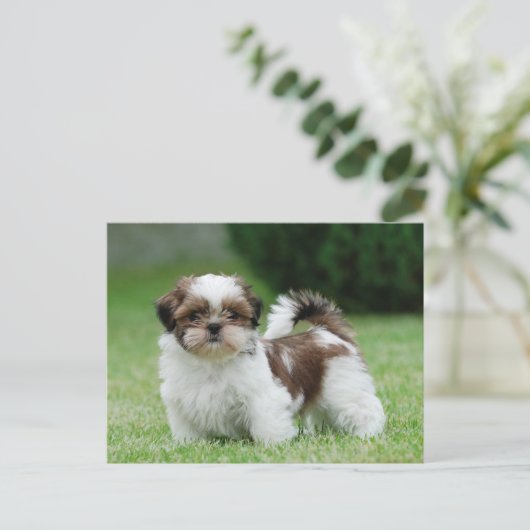 Shih tzu puppy briefkaart (Staand voorkant)