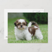 Shih tzu puppy briefkaart (Voorkant / Achterkant)