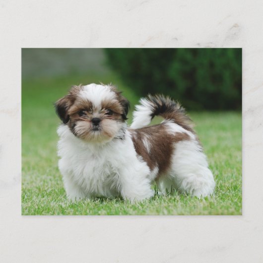 Shih tzu puppy briefkaart (Voorkant)