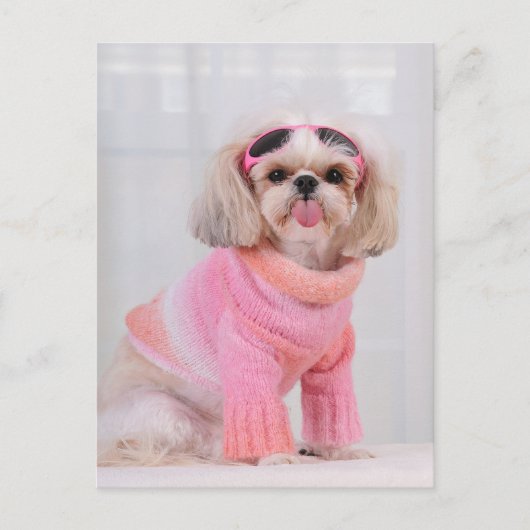 Shih Tzu Puppy - De Razz Briefkaart (Voorkant)