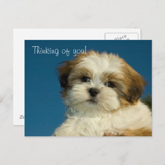 Shih Tzu Puppy "Denking of you" Briefkaart (Voorkant / Achterkant)