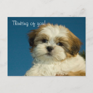 Shih Tzu Puppy "Denking of you" Briefkaart