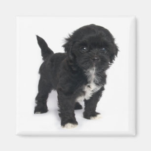 Shih Tzu Puppy Dog Black en White Shihtzu Magneet