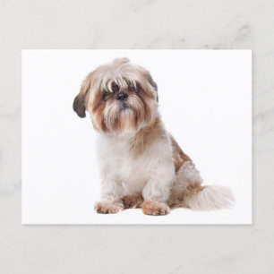 Shih Tzu Puppy Dog Briefkaart