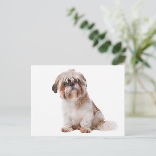 Shih Tzu Puppy Dog Briefkaart (Staand voorkant)