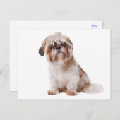 Shih Tzu Puppy Dog Briefkaart (Voorkant / Achterkant)
