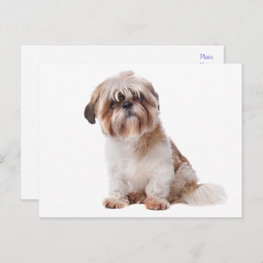 Shih Tzu Puppy Dog Briefkaart (Voorkant / Achterkant)