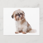 Shih Tzu Puppy Dog Briefkaart (Voorkant)