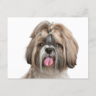 Shih Tzu Puppy Dog - Hallo liefde, denken aan jou Briefkaart