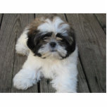 Shih-tzu Puppy Fotobeeldje Ornament<br><div class="desc">Deze schattige kleine schittering-tzu-papaver is een must voor elk hondenliefhebber!</div>