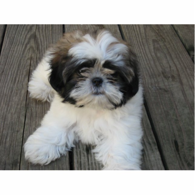Shih-tzu Puppy Fotobeeldje Ornament (Voorkant)