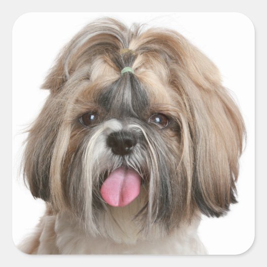 Shih Tzu Puppy Hond Groeten Stickers (Voorkant)