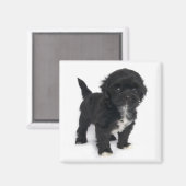 Shih Tzu Puppy Hond Zwart-wit Shihtzu Magneet (Voorkant / Achterkant)