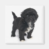 Shih Tzu Puppy Hond Zwart-wit Shihtzu Magneet (Voorkant)