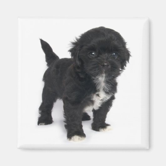 Shih Tzu Puppy Hond Zwart-wit Shihtzu Magneet (Voorkant)