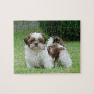 Shih tzu puppy legpuzzel