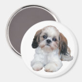 Shih Tzu Puppy Magnet (Voorkant / Achterkant)
