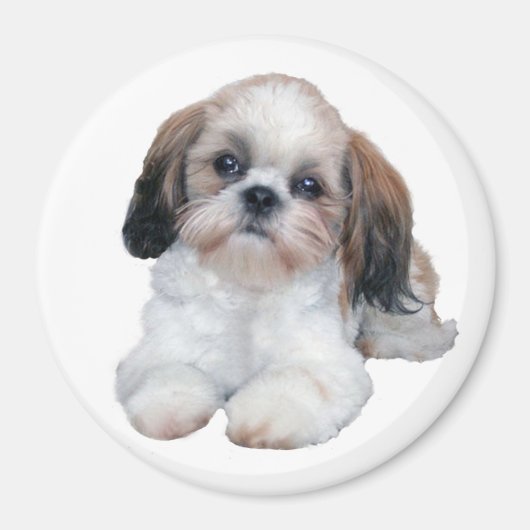Shih Tzu Puppy Magnet (Voorkant)