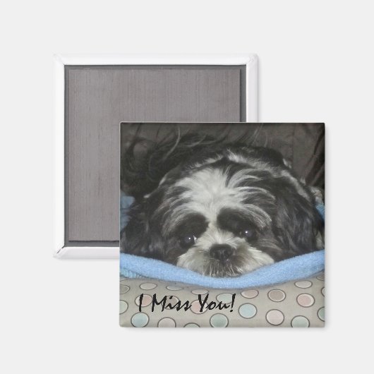 Shih Tzu Puppy Magnet - Bestel zoals het is of per (Voorkant / Achterkant)