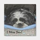 Shih Tzu Puppy Magnet - Bestel zoals het is of per (Voorkant)