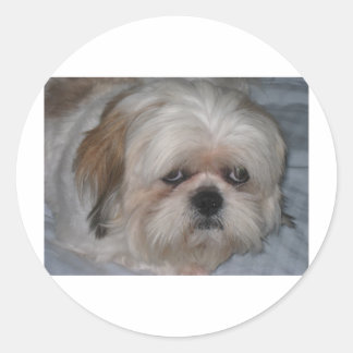 Shih Tzu Ronde Sticker