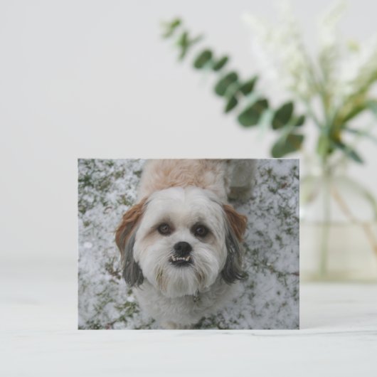 Shih-Tzu Schattigee Schattige hondenfeestdag Kerst Feestdagenkaart (Staand voorkant)
