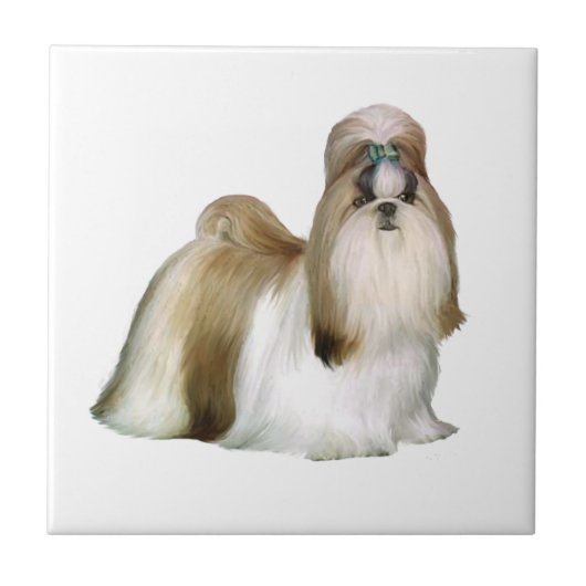 Shih Tzu (Shows standaard) Tegeltje (Voorkant)