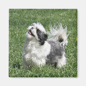 shih tzu speelt magneet (Voorkant)