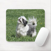 shih tzu speelt muismat (Met muis)