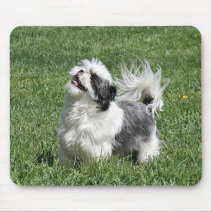 shih tzu speelt muismat
