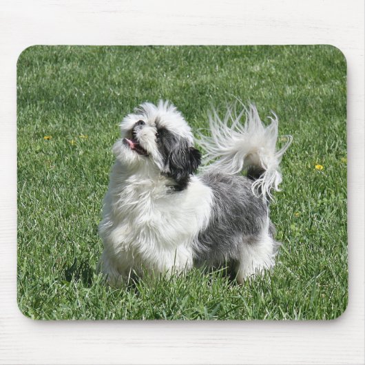 shih tzu speelt muismat (Voorkant)