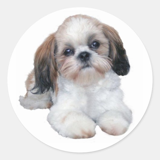 Shih Tzu Sticker (Voorkant)