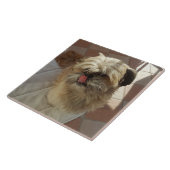 Shih Tzu tegel van keramische honden Tegeltje (Zijkant)