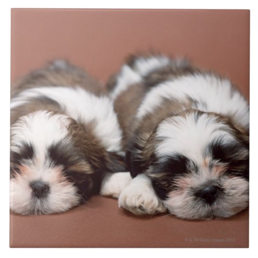 Shih Tzu Tegeltje (Voorkant)