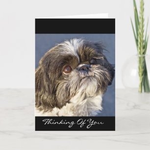 Shih Tzu Thinking of You Wenskaart - Verse Kaart
