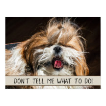 Shih tzu tongue grappig Vertel me niet wat ik moet