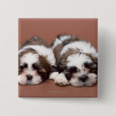 Shih Tzu Vierkante Button 5,1 Cm (Voorkant)