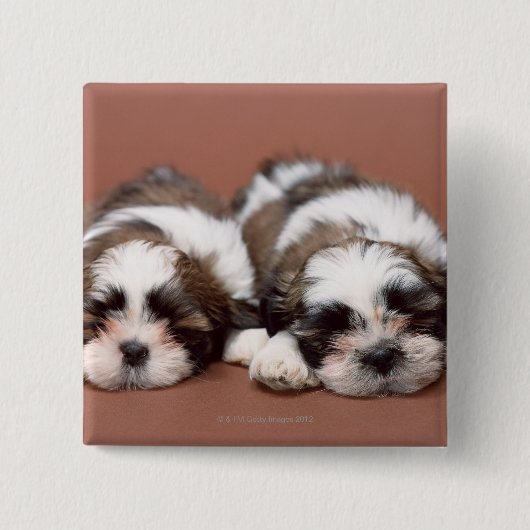 Shih Tzu Vierkante Button 5,1 Cm (Voorkant)