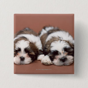 Shih Tzu Vierkante Button 5,1 Cm