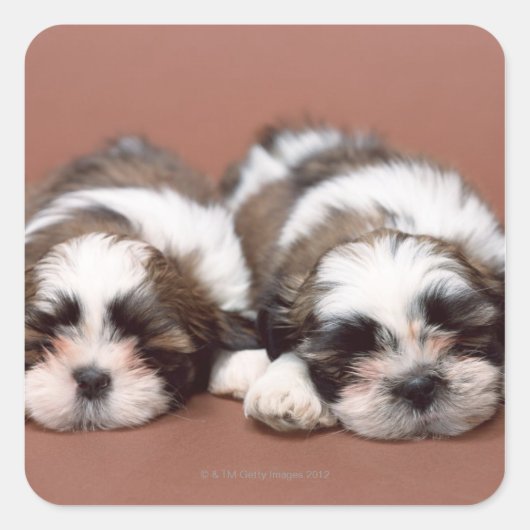 Shih Tzu Vierkante Sticker (Voorkant)