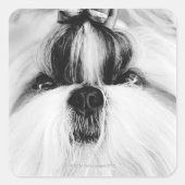 Shih Tzu Vierkante Sticker (Voorkant)