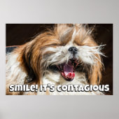 Shih tzu yawning laughing smile text customize poster (Voorkant)