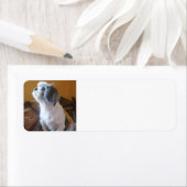 Shih_Tzu zit.png Etiket (Insitu)