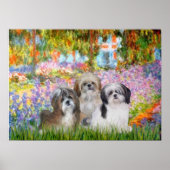 Shih Tzus (drie) - Tuin Poster (Voorkant)