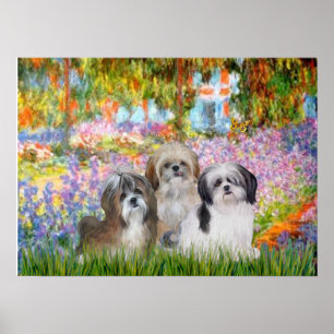 Shih Tzus (drie) - Tuin Poster
