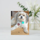 Shih TzuX genaamd Liz Briefkaart (Staand voorkant)