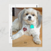 Shih TzuX genaamd Liz Briefkaart (Voorkant / Achterkant)