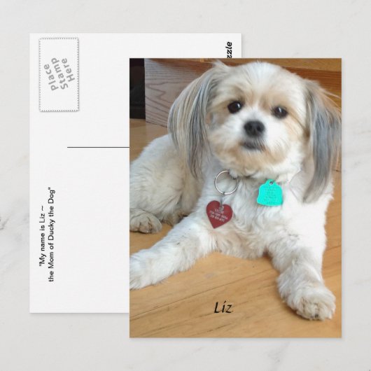 Shih TzuX genaamd Liz Briefkaart (Voorkant / Achterkant)