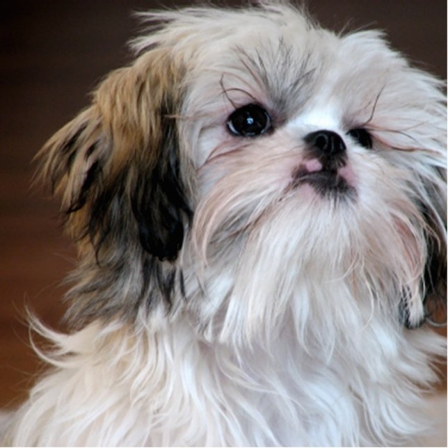 ShihTzu Fotobeeldje Sleutelhanger (Voorkant)